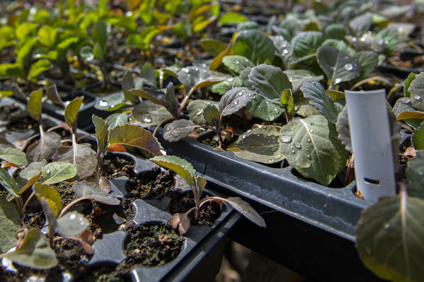 Seedlings